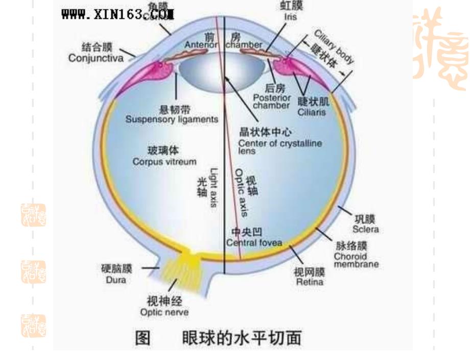 眼和耳PP课件_第3页