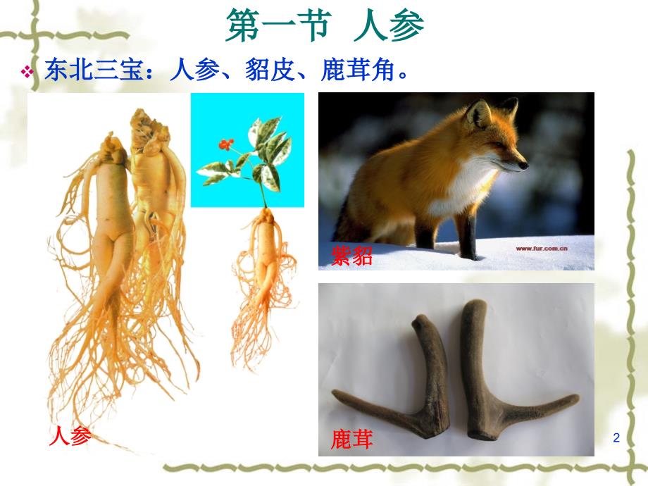 [药用植物栽培学]人参栽培技术_第2页