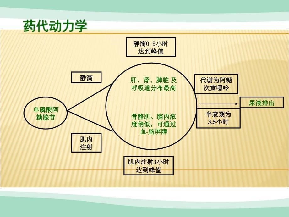 一心制药注射用单磷酸阿糖腺苷1215PPT优秀课件_第5页