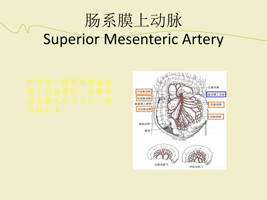 腹部血管疾病的超声诊断ppt课件(1)_第4页