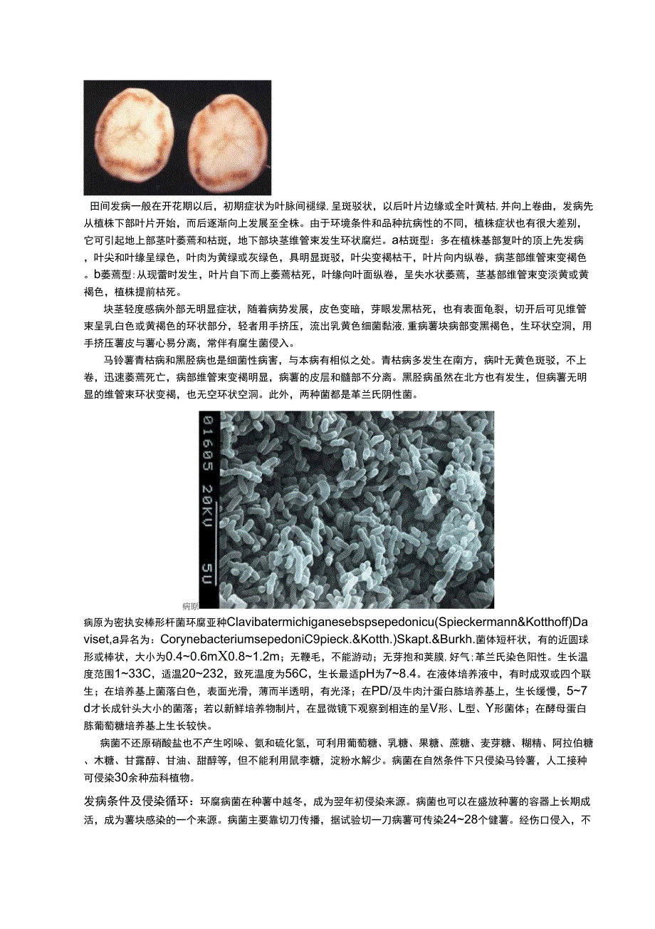 马铃薯细菌性病害文献综述_第2页