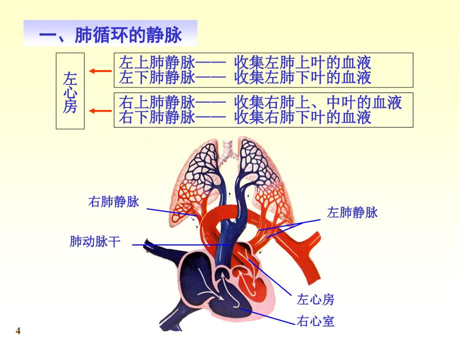 心脑血管静脉_第4页