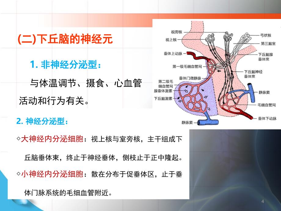 推荐第2章下丘脑和垂体_第4页