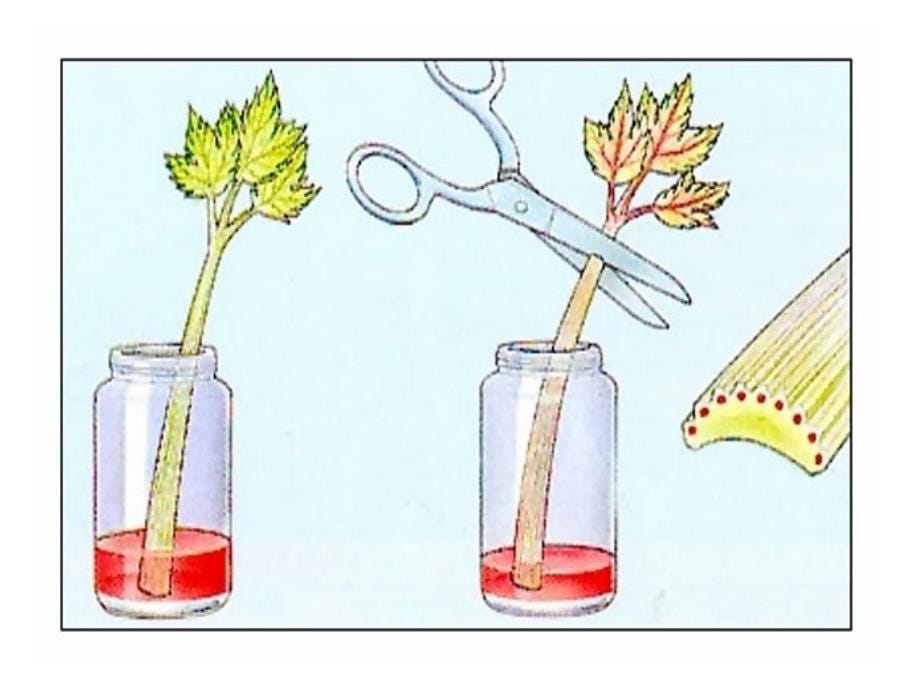 绿色植物与生物圈的水循环试用版_第5页