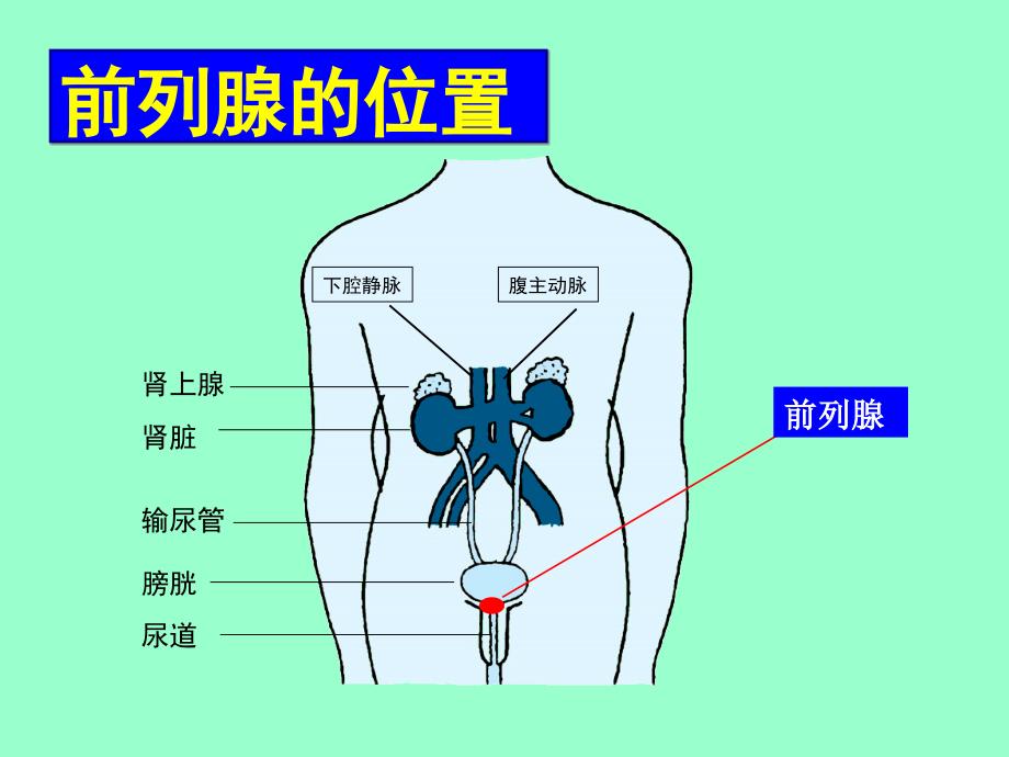 前列腺健康教育讲稿_第4页