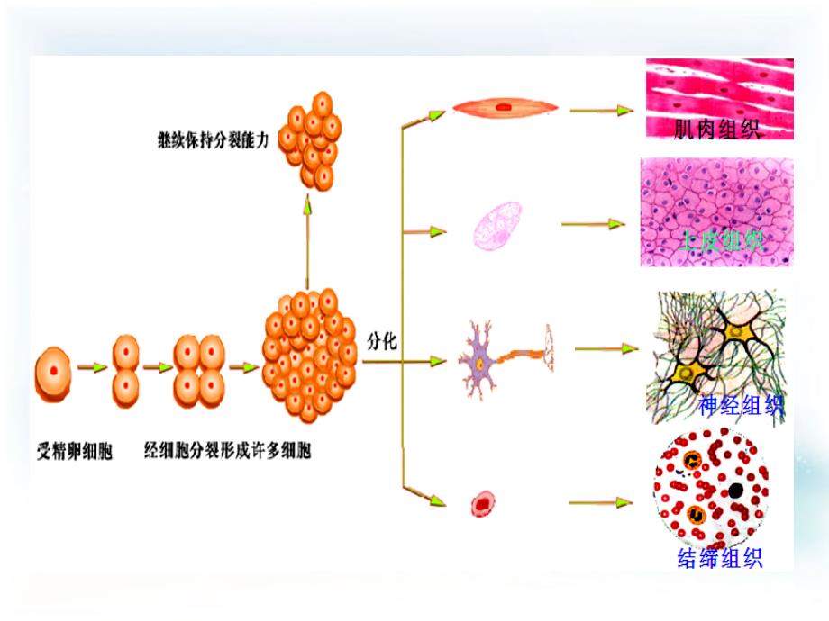 多细胞生物体的结构层次PPT课件_第1页