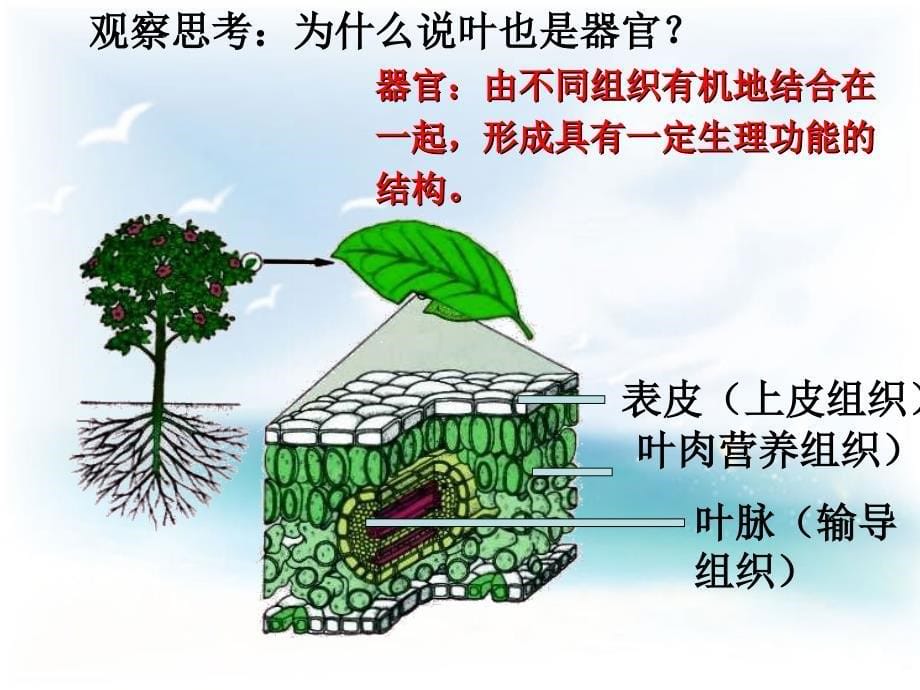 多细胞生物体的结构层次PPT课件_第5页