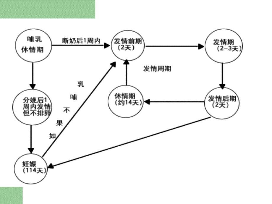 猪的繁殖技术_第5页