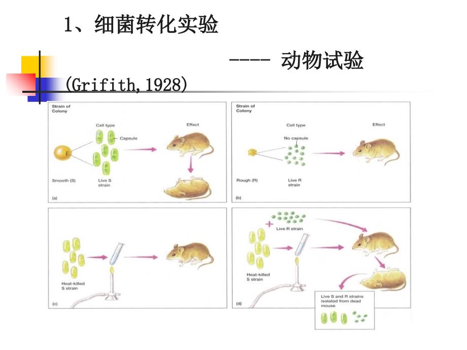 微生物遗传变异与育种_第4页