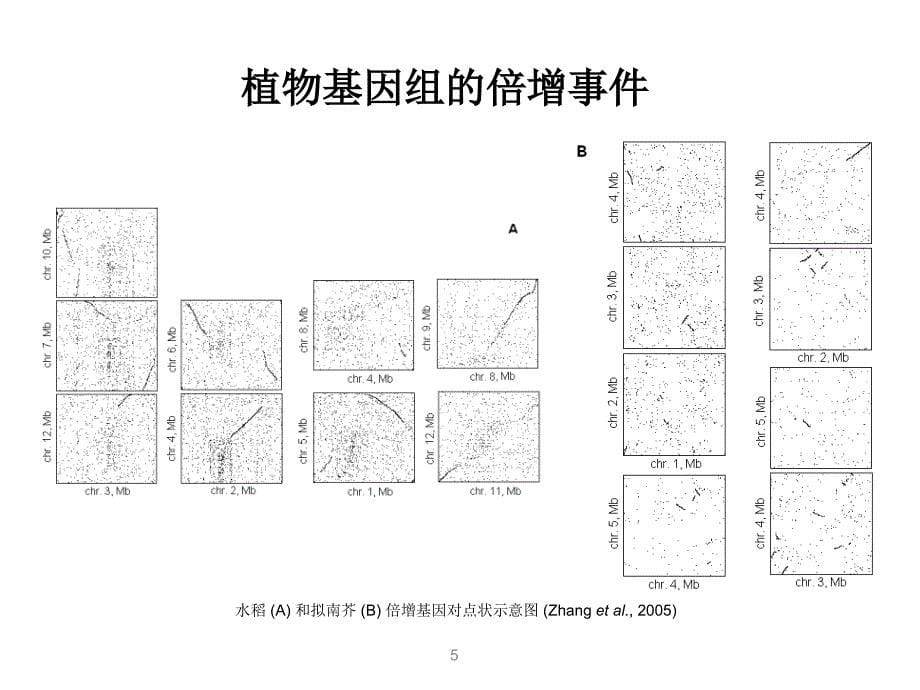 水稻小RNA的基因组分布和分子进化研究_第5页