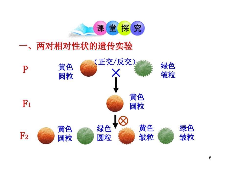 1213版高中生物多媒体同步授课课件：第三章第二节第一课时基因的自由组合定律苏教版必修2_第5页