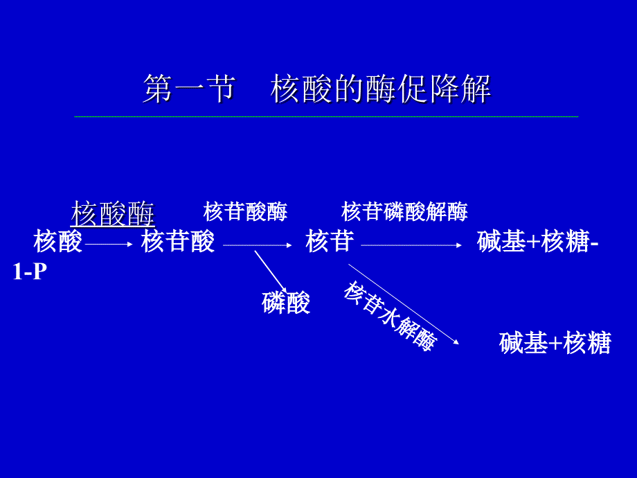 核酸的酶促降解和核苷酸代谢PPT课件_第2页