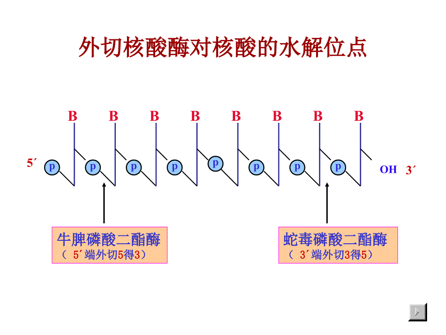 核酸的酶促降解和核苷酸代谢PPT课件_第4页