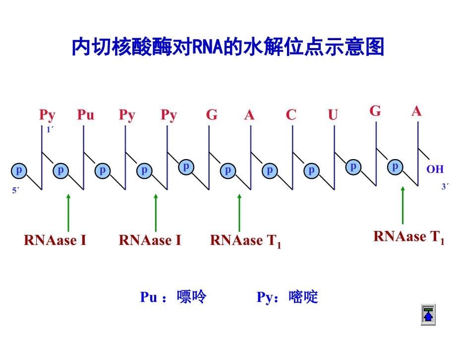 核酸的酶促降解和核苷酸代谢PPT课件_第5页