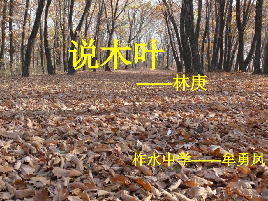 说木叶——优秀实用_第1页