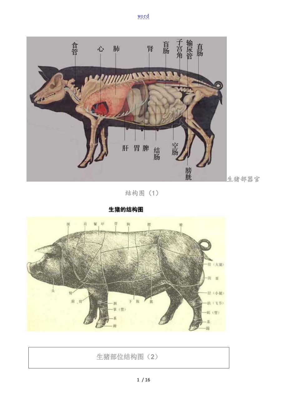 猪各部位详细结构图_第1页