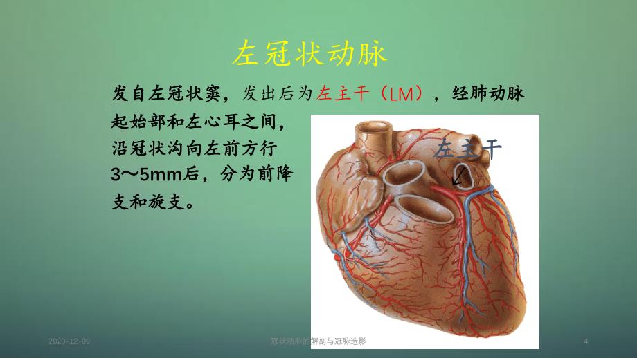 冠状动脉的解剖与冠脉造影_第4页