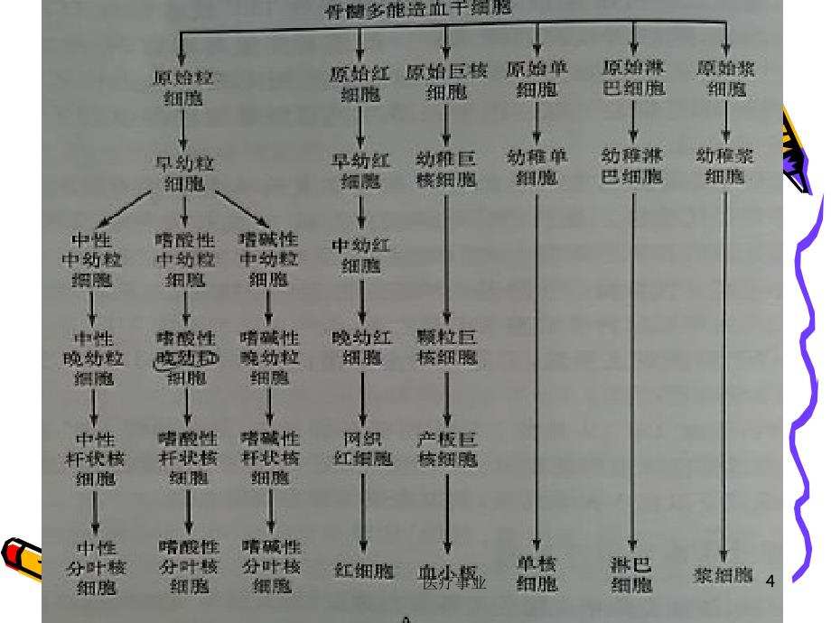 急性早幼粒细胞白血病医术材料_第4页