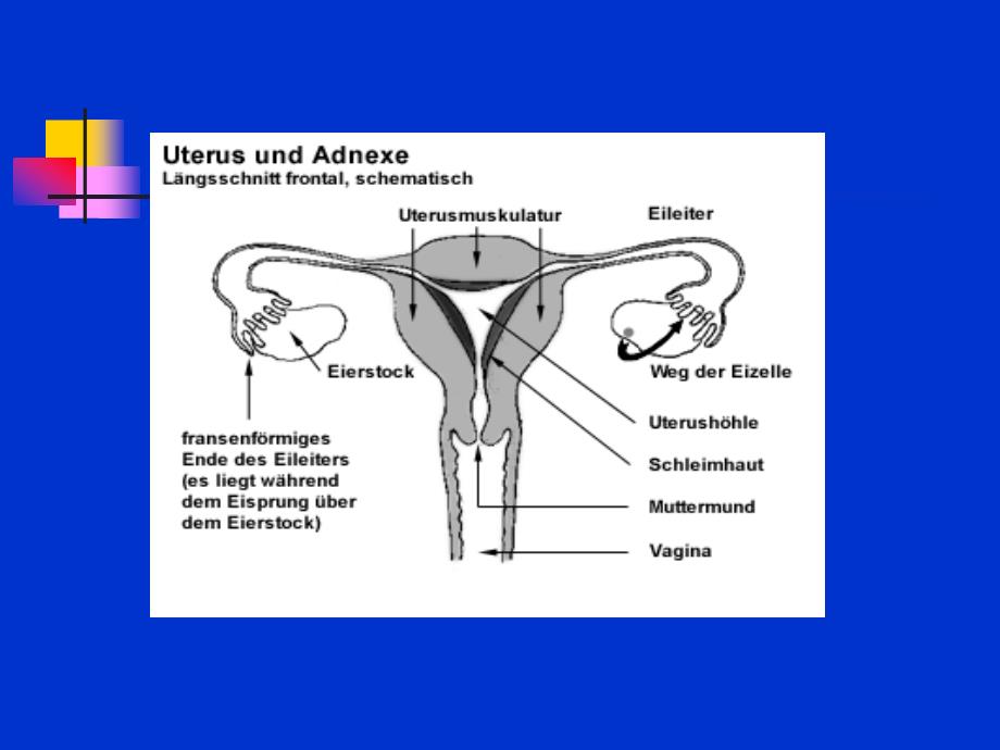 盆腔炎症Pelvicinflammatorydisease_第3页