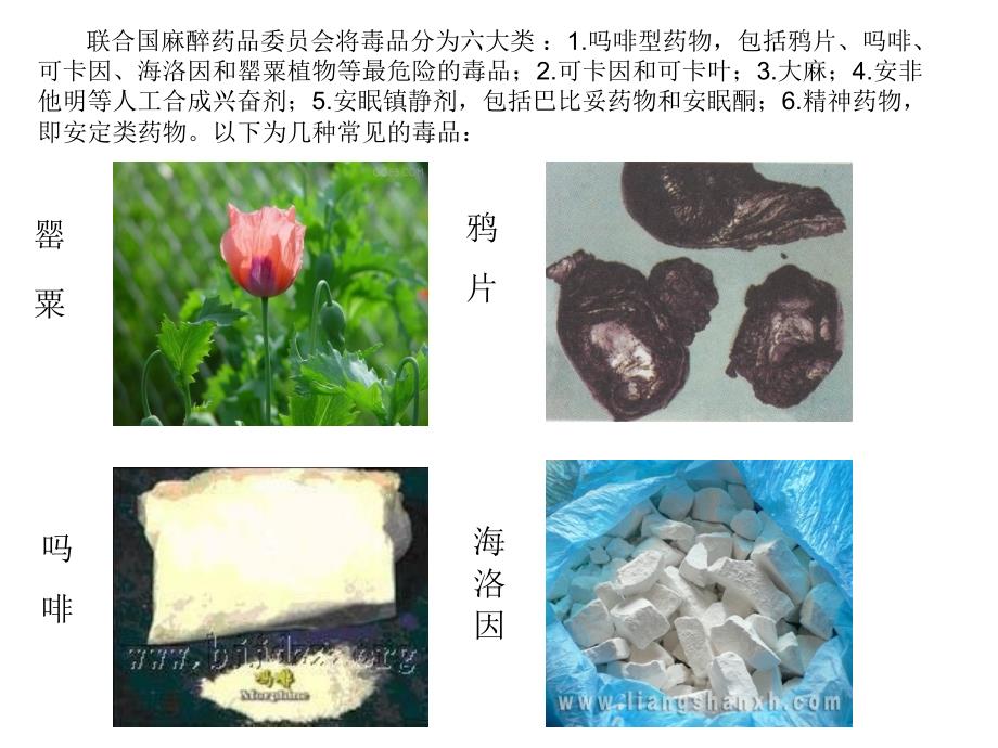 珍爱生命_拒绝毒品--主题班会_第3页