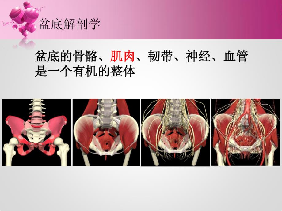 盆底康复治疗_第2页