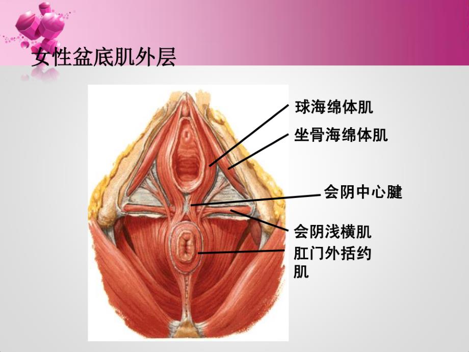 盆底康复治疗_第4页