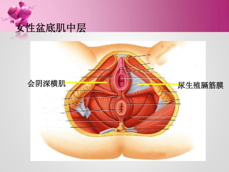 盆底康复治疗_第5页