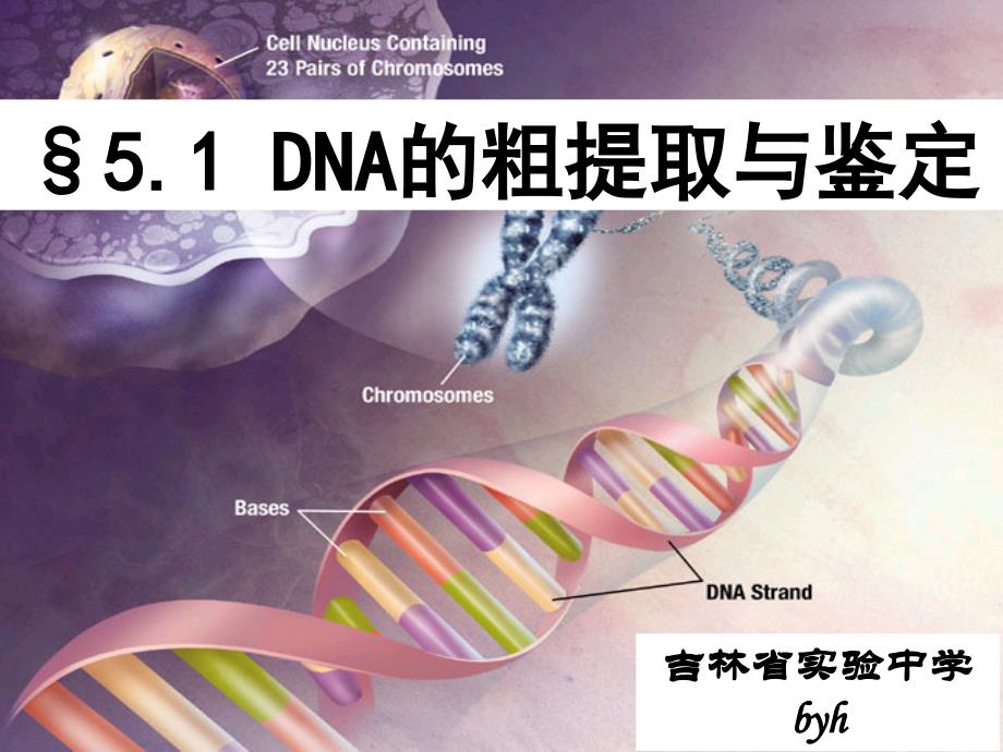 专题五DNA的粗提取与鉴定_第1页