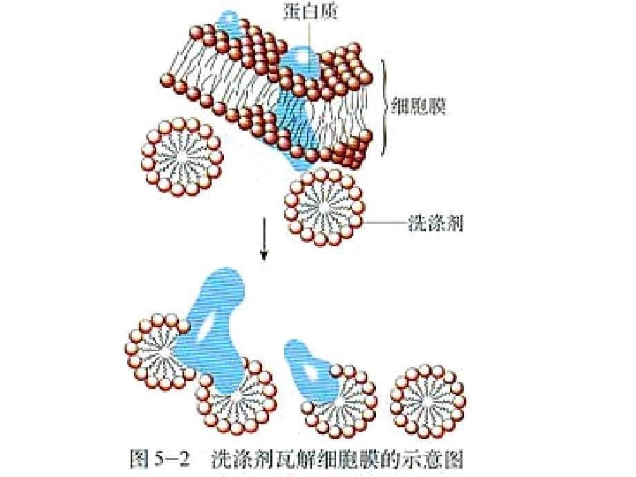 专题五DNA的粗提取与鉴定_第5页