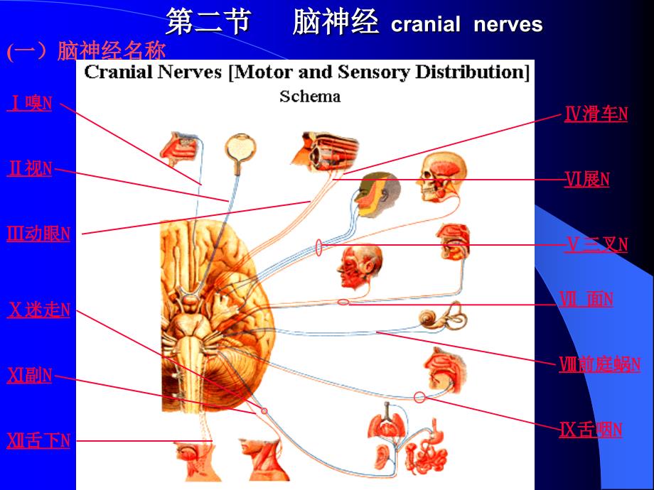 脑神经修改稿_第1页