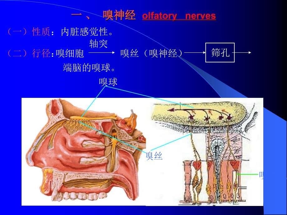 脑神经修改稿_第5页