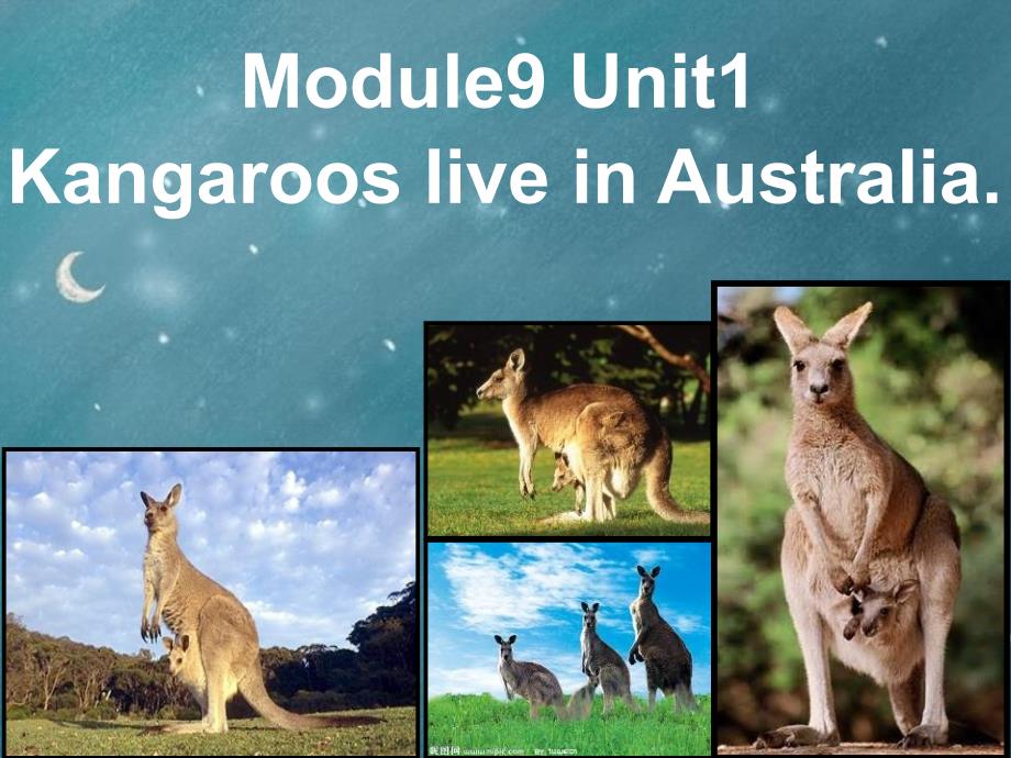 四年级英语下册 Module 9 Unit 2《Kangaroos live in Australia》课件2 （新版）外研版（一起）_第1页