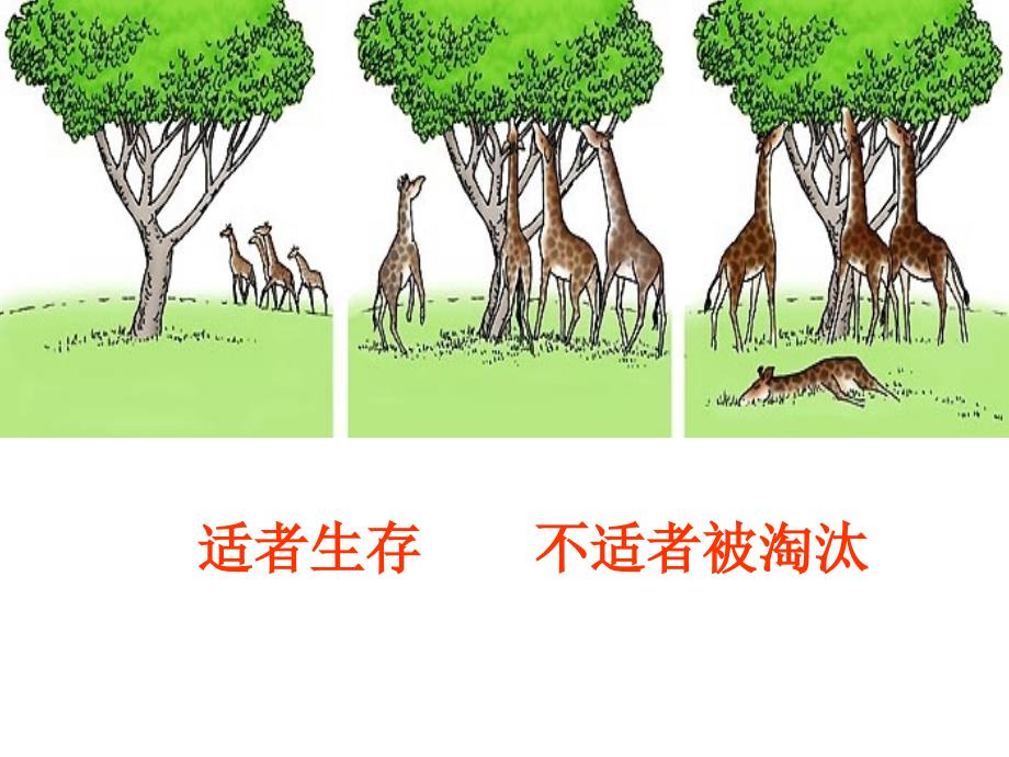 五年级下册科学课件3.12生物进化的秘密冀教版共14张PPT_第4页