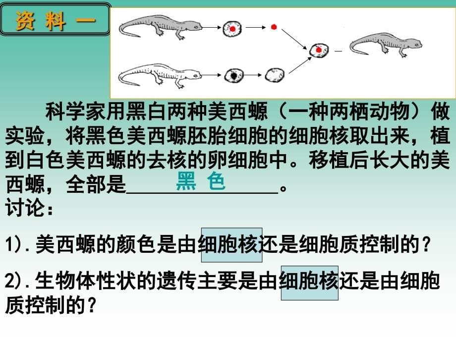 高中生物 3.3细胞核-系统的控制中心课件 新人教版必修1.ppt_第5页