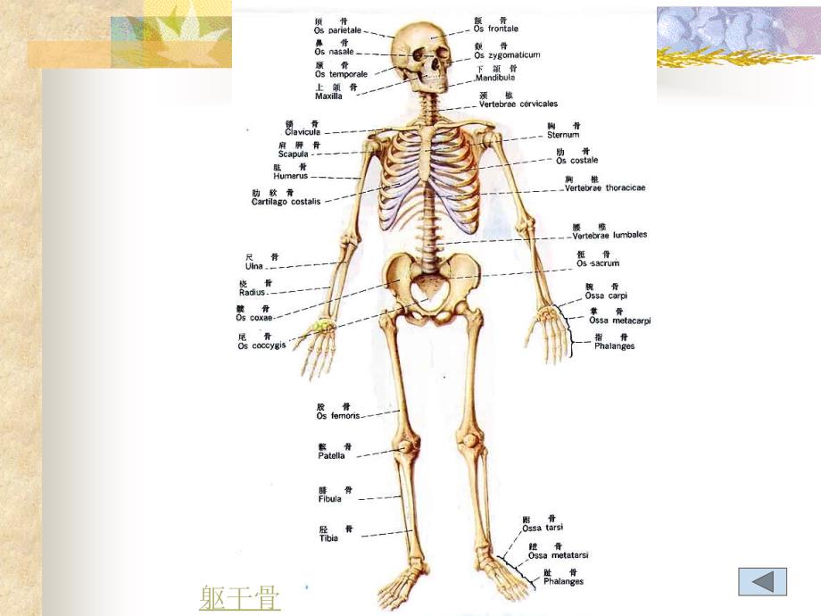 骨学及其结ppt课件_第4页