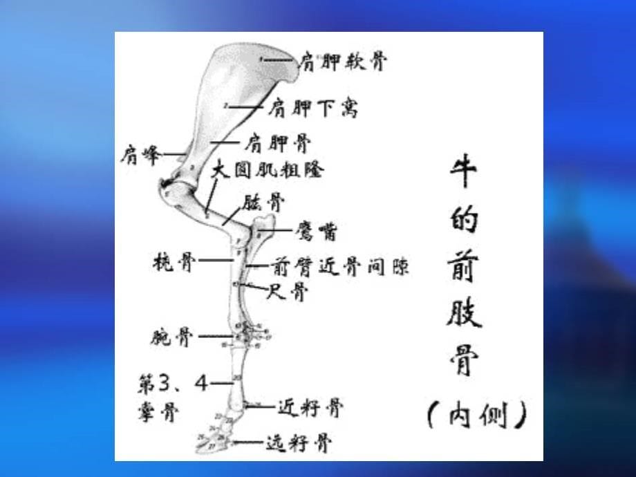 实习四四肢骨_第5页