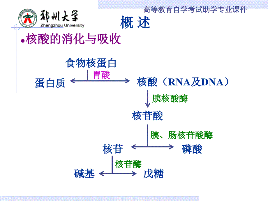 生物化学：第八章 核苷酸代谢_第2页