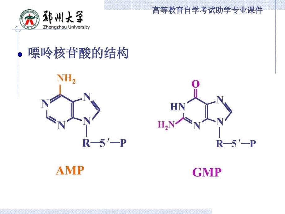 生物化学：第八章 核苷酸代谢_第5页