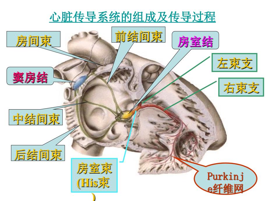 第19章 抗心律失常药_第3页