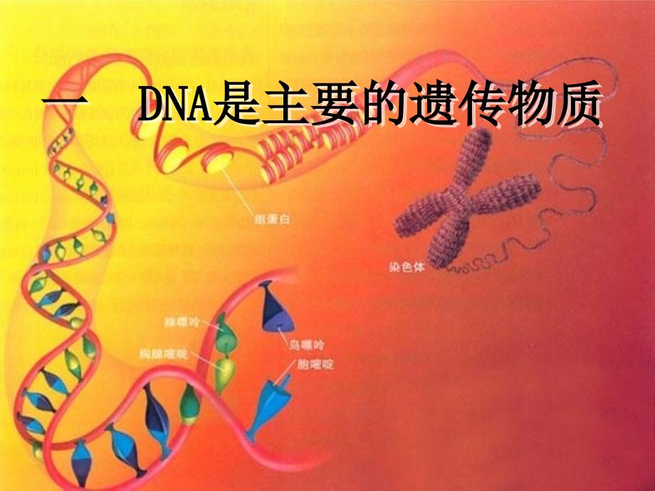 高中生物第三章细胞的基本结构3.1DNA是主要的遗传物质课件新人教版.ppt_第1页