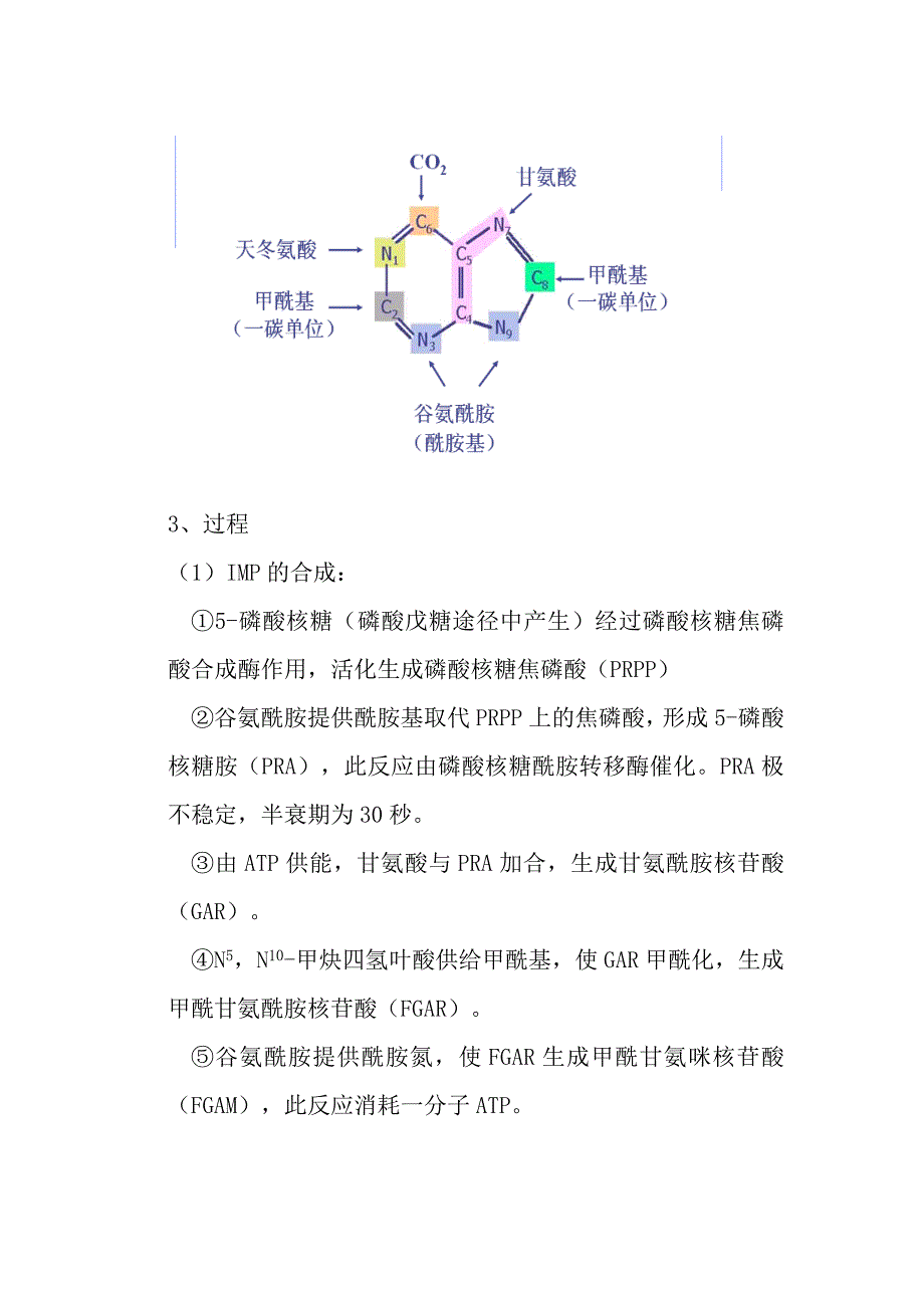 核苷酸代谢讲稿.doc_第2页