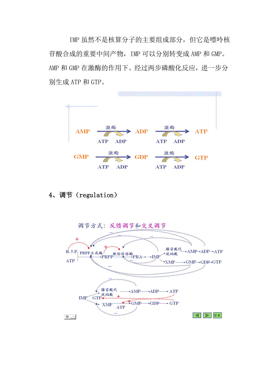 核苷酸代谢讲稿.doc_第4页