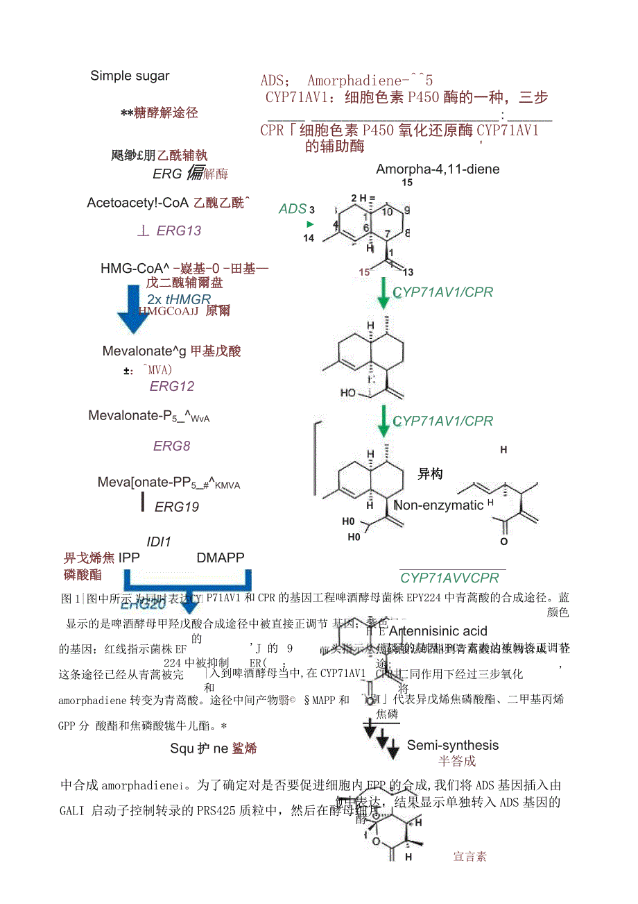 利用基因工程酵母生产抗疟疾药物前体_第2页