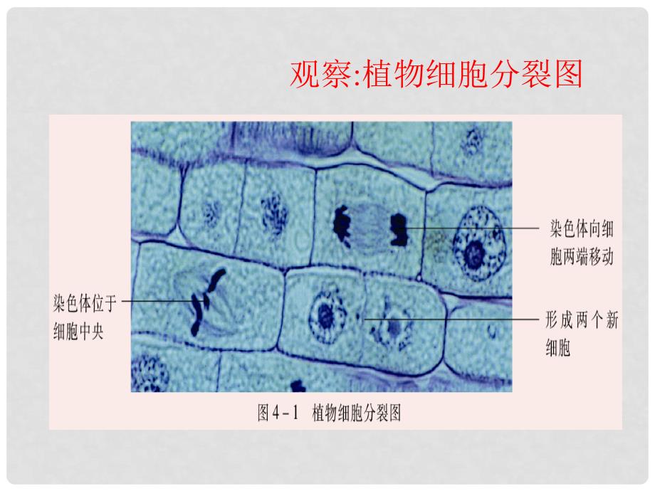 辽宁省灯塔市第二初级中学七年级生物上册 2.4.1 细胞分裂与分化课件 苏教版_第3页