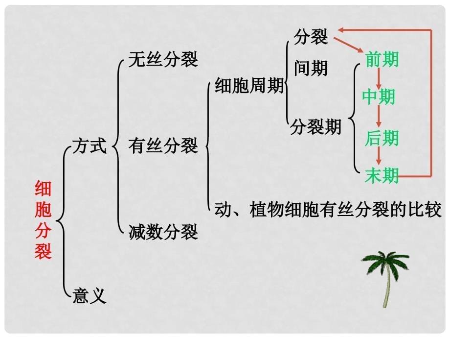 辽宁省灯塔市第二初级中学七年级生物上册 2.4.1 细胞分裂与分化课件 苏教版_第5页