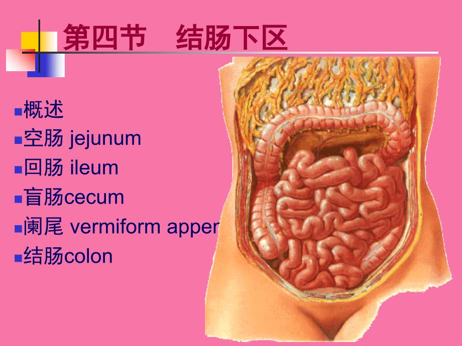 结肠下区腹后隙ppt课件_第1页