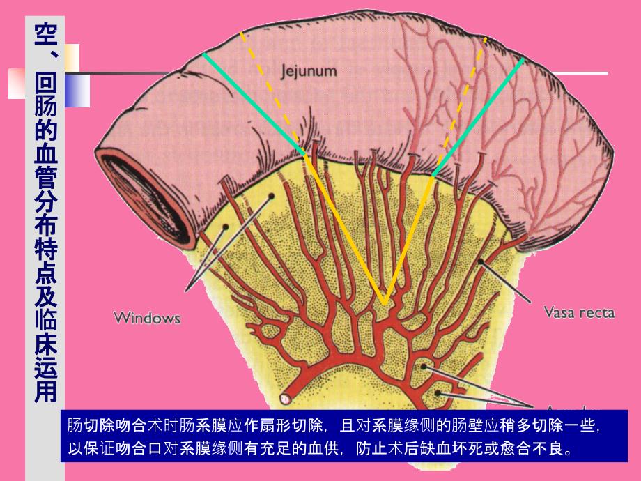 结肠下区腹后隙ppt课件_第4页