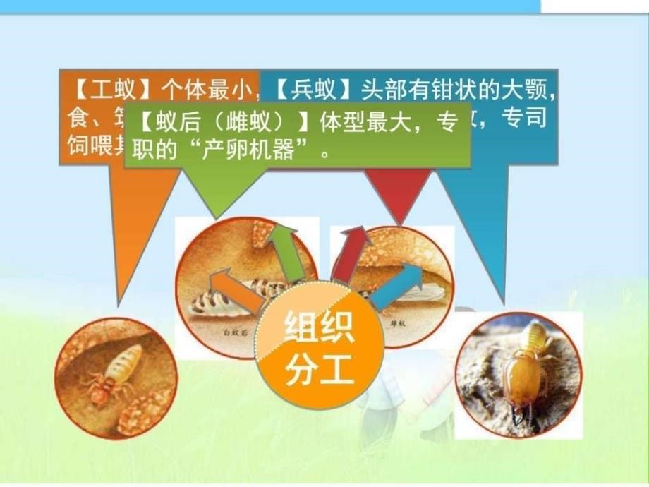 5精品中学ppt课件.2.3社会行为图文.ppt_第5页