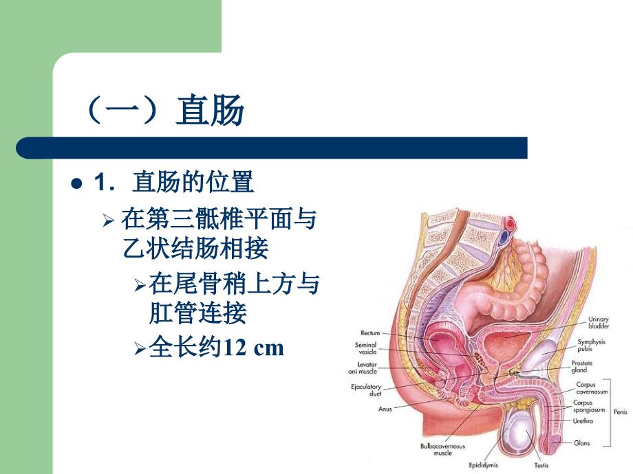 大肠肛门疾病概论_第4页