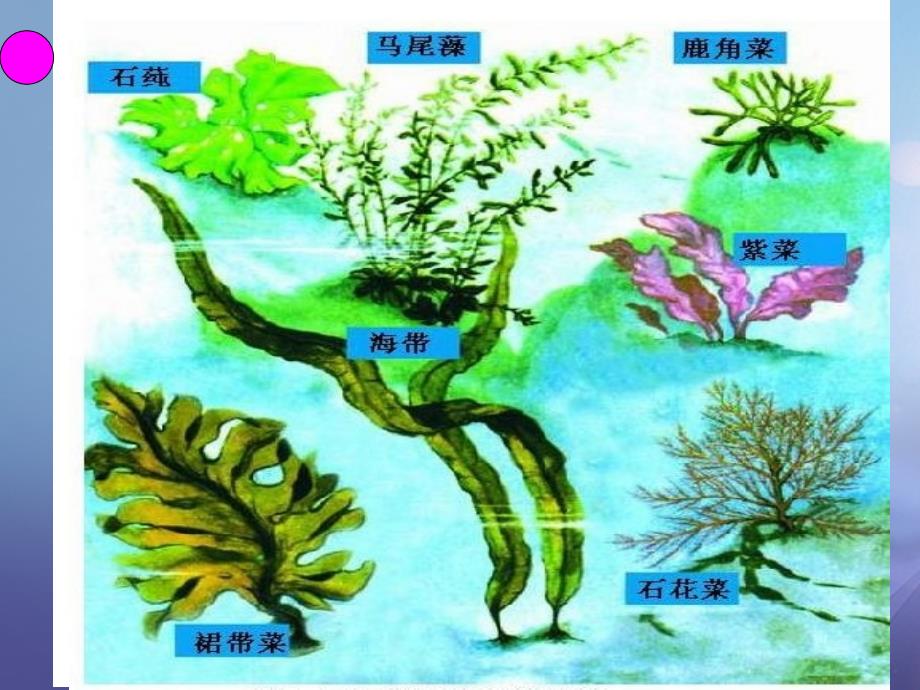 七年级生物上册 2.1.1 绿色植物的主要类群第1课时课件 新版济南版_第3页